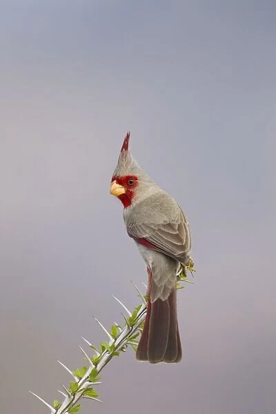 Pyrrhuloxia - male - distribution: southwestern United States and northern Mexico - March in Arizona - USA