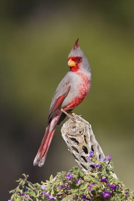 Framed Print : Pyrrhuloxia - male - distribution: southwestern United States and northern Mexico - March in Arizona - USA Framed Print : Pyrrhuloxia - male - distribution: southwestern United States and northern Mexico - March in Arizona - USA