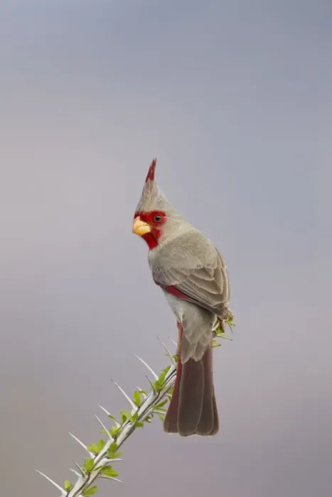 Framed Print : Pyrrhuloxia - male - distribution: southwestern United States and northern Mexico - March in Arizona - USA