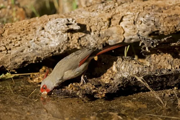Framed Print : Pyrrhuloxia - male - Drinking from pond - Rose-colored breast and crest suggest a Cardinal but the gray back and yellow bill set it apart - Range is southwest U. S. to central Mexico - Habitat is mesquite-thorn scrub and deserts. Arizona