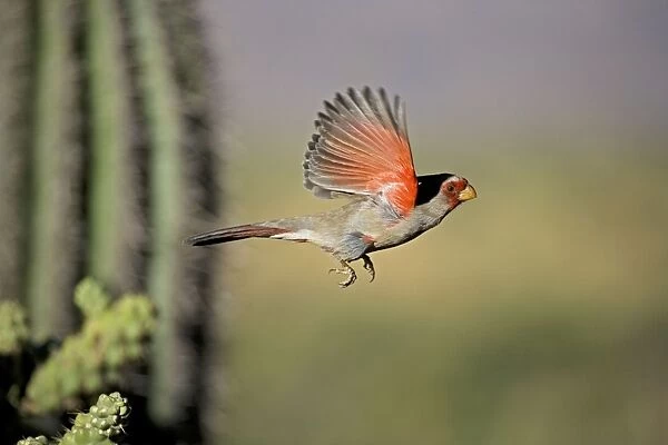 Pyrrhuloxia - Male - In flight - Rose-colored breast and crest suggest a Cardinal but the gray back and yellow bill set it apart - Range is southwest U. S. to central Mexico - Habitat is mesquite-thorn scrub and deserts Arizona USA