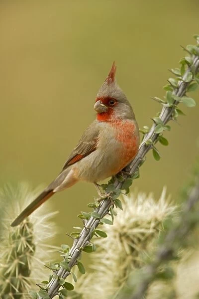 Pyrrhuloxia - male - On ocotillo - Rose-colored breast and crest suggest a Cardinal but the gray back and yellow bill set it apart - Range is southwest U. S. to central Mexico - Habitat is mesquite-thorn scrub and deserts Arizona