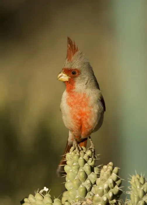 Framed Print : Pyrrhuloxia - male - Perched on cholla cactus branch Rose-colored breast and crest suggest a Cardinal but the gray back and yellow bill set it apart - Range is southwest U. S Framed Print : Pyrrhuloxia - male - Perched on cholla cactus branch Rose-colored breast and crest suggest a Cardinal but the gray back and yellow bill set it apart - Range is southwest U. S