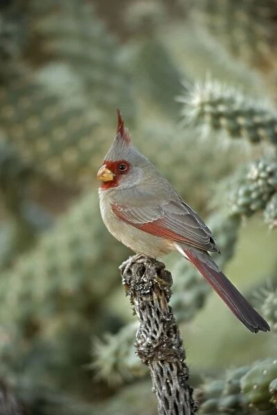 Pyrrhuloxia - Male - Rose-colored breast and crest suggest a Cardinal but the grey back and yellow bill set it apart - Range is southwest U. S. to central Mexico - Habitat is mesquite-thorn scrub and deserts. Arizona, USA