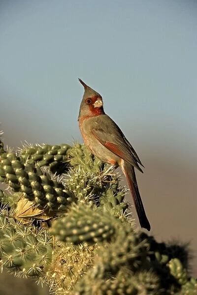 Pyrrhuloxia - Male - Rose-colored breast and crest suggest a Cardinal but the gray back and yellow bill set it apart - Range is southwest U. S. to central Mexico - Habitat is mesquite-thorn scrub and deserts. Arizona, USA