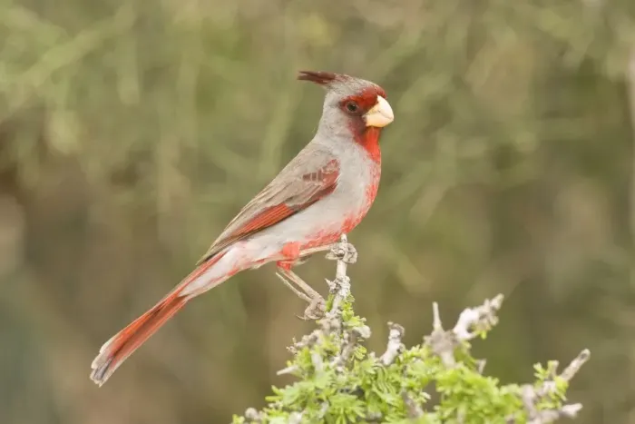 Framed Print : Pyrrhuloxia - male South Texas Framed Print : Pyrrhuloxia - male South Texas