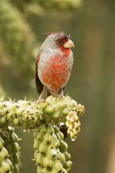 Pyrrhuloxia - male - In Winter Rain Storm Rose-colored breast and crest suggest a Cardinal but the gray back and yellow bill set it apart - Range is southwest U. S. to central Mexico - Habitat is mesquite-thorn scrub and deserts Arizona USA