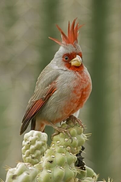 Pyrrhuloxia - male - In Winter Rain Storm - Rose-colored breast and crest suggest a Cardinal but the gray back and yellow bill set it apart - Range is southwest U. S