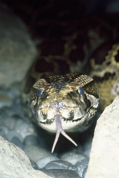 Python - showing forked tongue