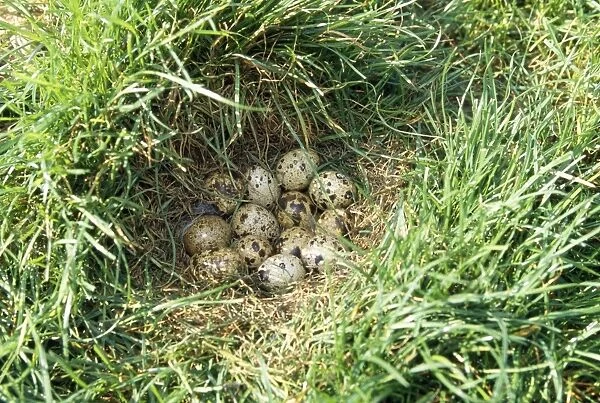 Quail - eggs in nest