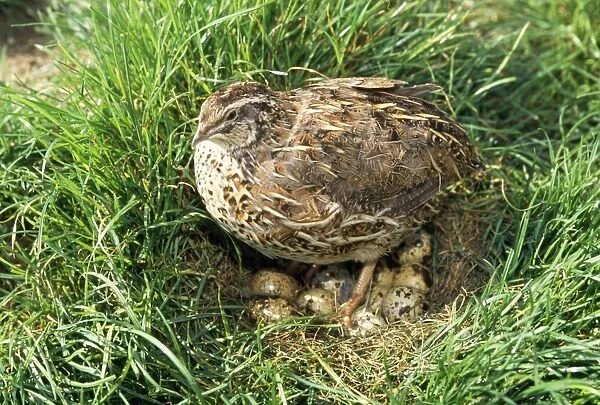 Quail - on nest with eggs