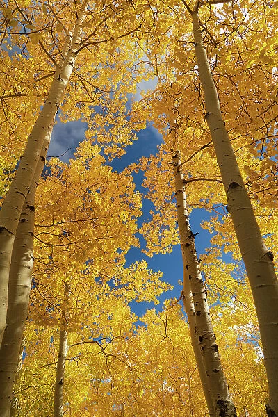 Quaking aspen, fall season, Sandia Mountains, Cibola National Forest, New Mexico Date: 09-10-2021
