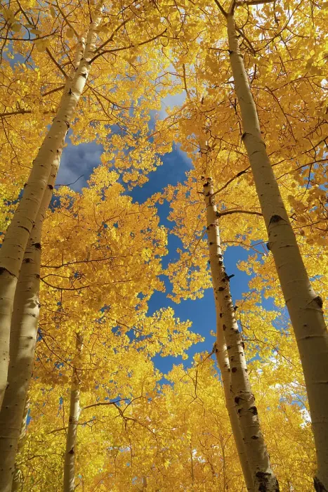 Framed Print : Quaking aspen, fall season, Sandia Mountains, Cibola National Forest, New Mexico Date: 09-10-2021 Framed Print : Quaking aspen, fall season, Sandia Mountains, Cibola National Forest, New Mexico Date: 09-10-2021