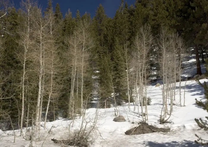 Framed Print : Quaking Aspens - in winter Framed Print : Quaking Aspens - in winter