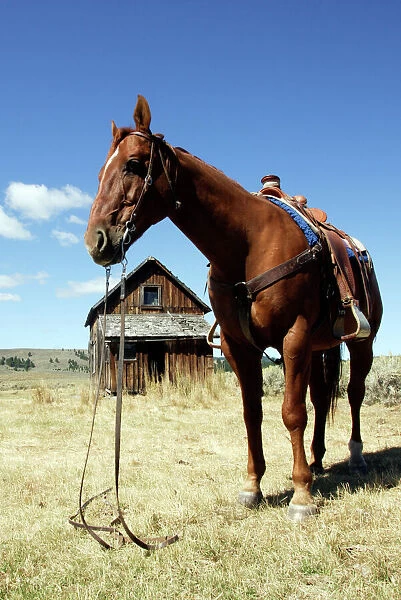 Quarter  /  Paint Horse - saddled up. Ponderosa Ranch - Seneca - Oregon - USA