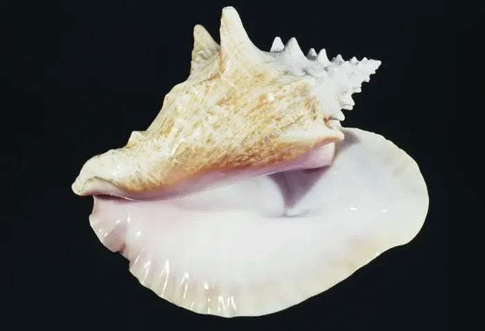 Framed Print : Queen Conch Shell Florida & Caribean Framed Print : Queen Conch Shell Florida & Caribean