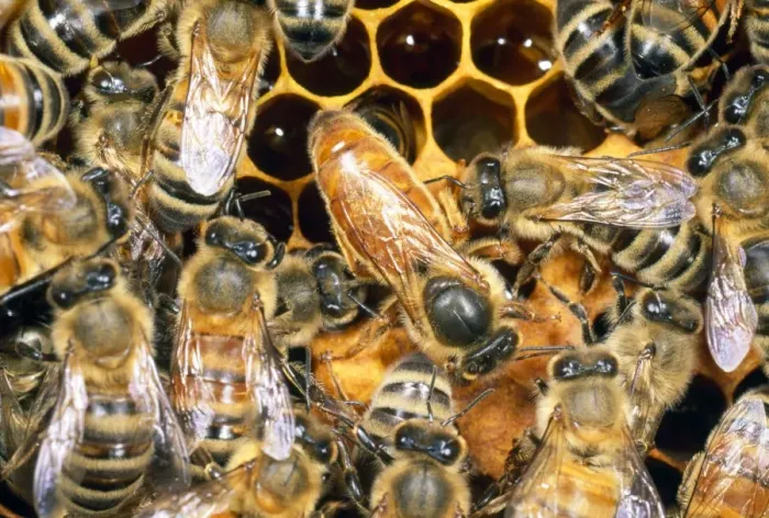Framed Print : Queen Honey Bee - with attendant workers - UK Framed Print : Queen Honey Bee - with attendant workers - UK