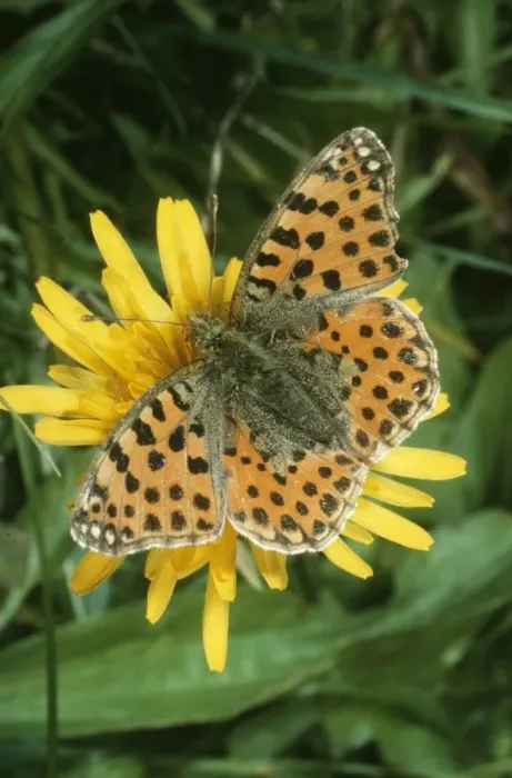 Framed Print : Queen of Spain Fritillary Butterfly Female Framed Print : Queen of Spain Fritillary Butterfly Female