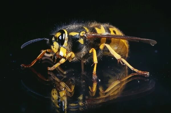 Queen Wasp UK