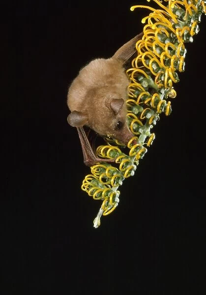 Queensland Blossom Bat - with pollen on face from Grevillea pteridifolia