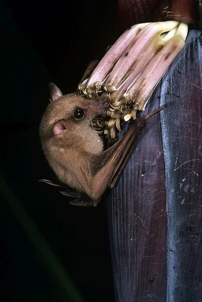 Queensland Blossom Rat - feeding on banana flower