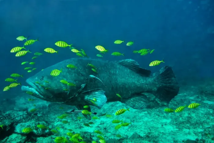 Framed Print : Queensland / Giant Grouper - largest Indopacific grouper attaining a weight of at least 288kg - Fiji Framed Print : Queensland / Giant Grouper - largest Indopacific grouper attaining a weight of at least 288kg - Fiji