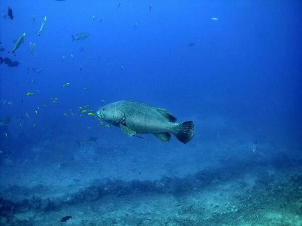 Queensland Grouper - 250 K grouper with pilot fish, rarely seen. Shark Reef, Fiji Islands