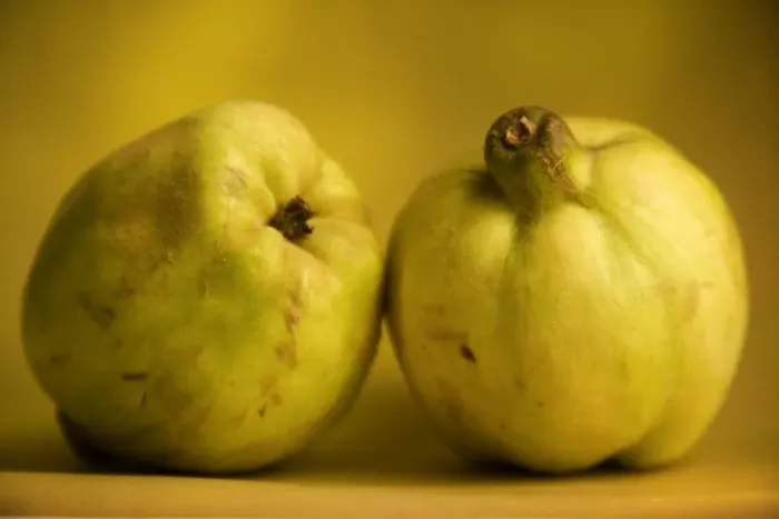 Framed Print : Quince - two Framed Print : Quince - two