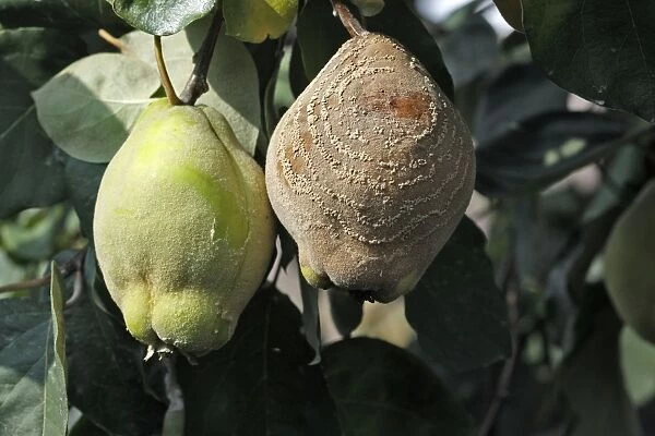 Quince - with rot either Monillia fructigena or Monilia linhartiana