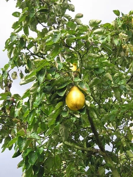 Quince Tree with fruit