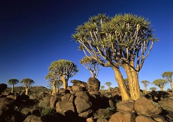 Quiver tree forest in early morning Keetmanshoop, Namibia, Africa