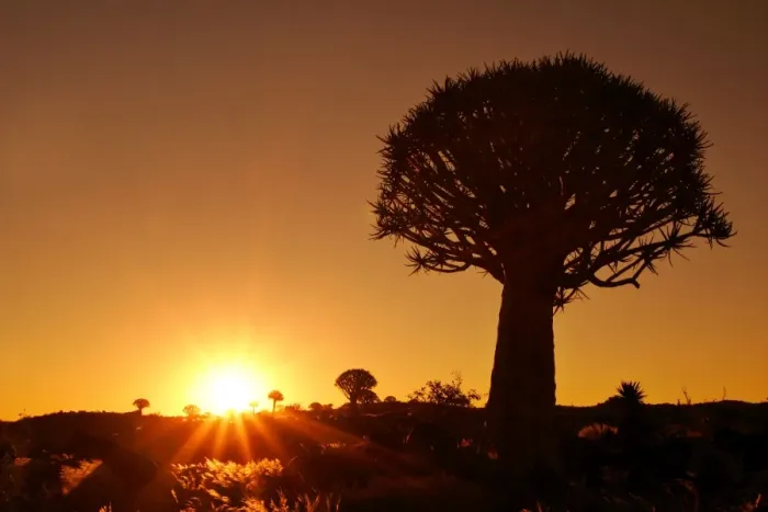 Framed Print : Quiver tree forest individual tree silhouetted against rising sun Quiver tree forest, Keetmannshop, Namibia, Africa snh060078 SAI Framed Print : Quiver tree forest individual tree silhouetted against rising sun Quiver tree forest, Keetmannshop, Namibia, Africa snh060078 SAI