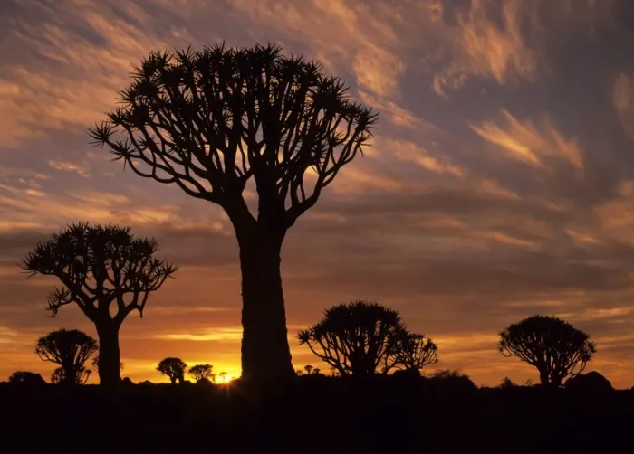 Framed Print : Quiver tree forest silhouettes at sunrise with visible sun Keetmanshoop, Namibia, Africa Framed Print : Quiver tree forest silhouettes at sunrise with visible sun Keetmanshoop, Namibia, Africa