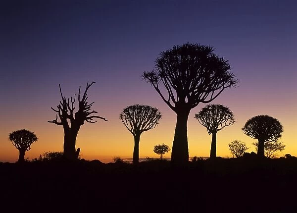 Quiver tree forest silhouettes at twilight just after sunset Keetmanshoop, Namibia, Africa