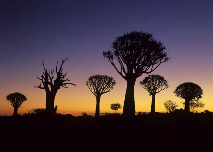 Framed Print : Quiver tree forest silhouettes at twilight just after sunset Keetmanshoop, Namibia, Africa Framed Print : Quiver tree forest silhouettes at twilight just after sunset Keetmanshoop, Namibia, Africa