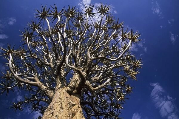 Quiver Tree - Kokerboom Forest, Namibia, Africa LA002506