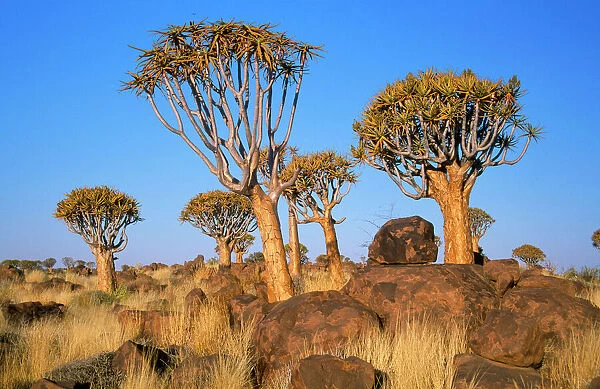 Quiver Tree - Kokerboom forest Namibia, Africa