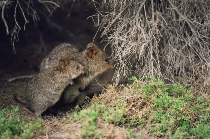 Framed Print : Quokka - adult and juvenile Framed Print : Quokka - adult and juvenile
