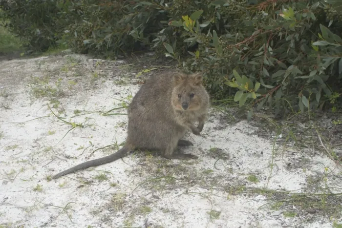 Framed Print : Quokka - This marsupial is endemic to the south western corner of Australia where it lives in forest and heathland. On Rottnest Island where this photo was taken it is a tourist icon but it is regarded as vulnerable Framed Print : Quokka - This marsupial is endemic to the south western corner of Australia where it lives in forest and heathland. On Rottnest Island where this photo was taken it is a tourist icon but it is regarded as vulnerable