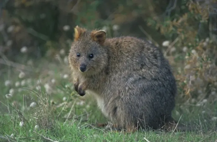 Framed Print : Quokka - Western Australia - Marsupial - Endangered species - Kangaroo Family - Limited to a small area in Western Australia including Rottnest Island - Prefers densely vegetated moist conditions but also survives in large numbers in the harsh Framed Print : Quokka - Western Australia - Marsupial - Endangered species - Kangaroo Family - Limited to a small area in Western Australia including Rottnest Island - Prefers densely vegetated moist conditions but also survives in large numbers in the harsh