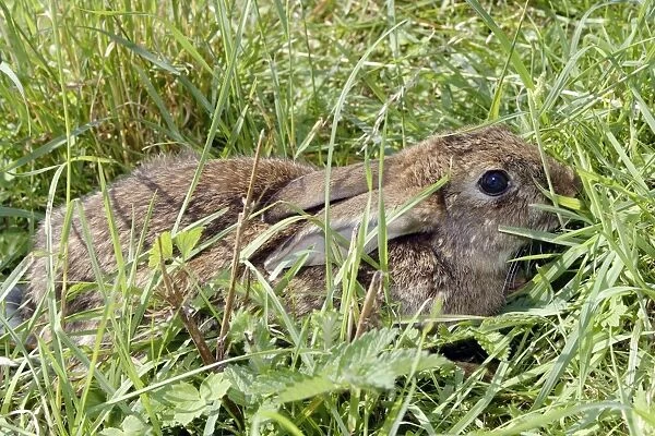 Rabbit. WAT-10745. Rabbit. France. Oryctolagus cuniculus