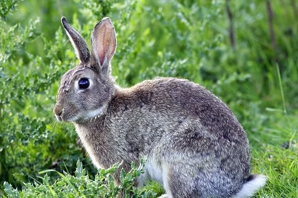 Rabbit. WAT-10747. Rabbit. France. Oryctolagus cuniculus