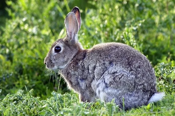 Rabbit. WAT-10748. Rabbit. France. Oryctolagus cuniculus