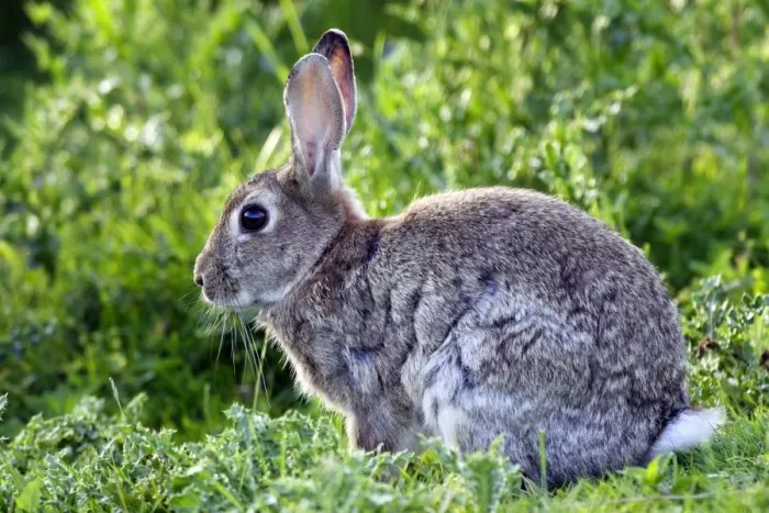 Framed Print : Rabbit. WAT-10748. Rabbit. France. Oryctolagus cuniculus Framed Print : Rabbit. WAT-10748. Rabbit. France. Oryctolagus cuniculus