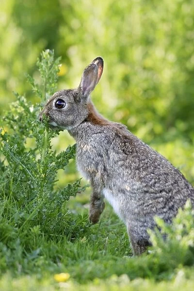 Rabbit. WAT-10750. Rabbit. France. Oryctolagus cuniculus