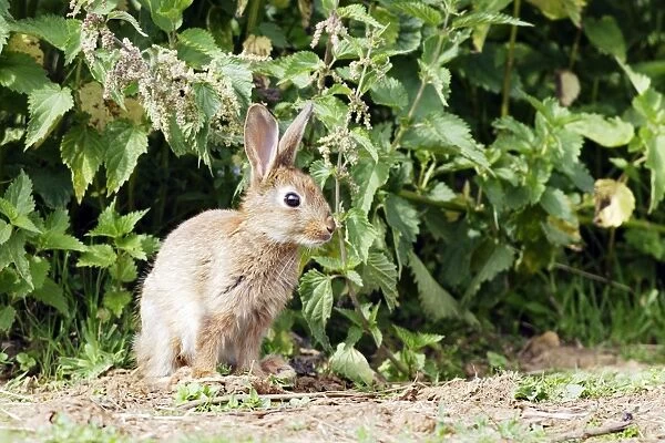 Rabbit. WAT-10757. Rabbit. France. Oryctolagus cuniculus