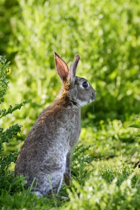 Framed Print : Rabbit. WAT-10758. Rabbit. France. Oryctolagus cuniculus Framed Print : Rabbit. WAT-10758. Rabbit. France. Oryctolagus cuniculus