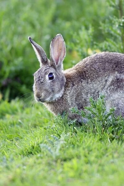 Rabbit. WAT-10759. Rabbit. France. Oryctolagus cuniculus