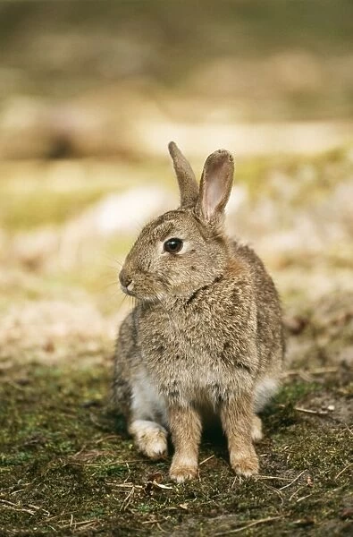 Rabbit GET 603 Lancashire, UK. Oryetolagus cuniculus © Geoff Trinder  /  ardea. com