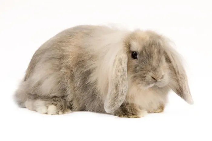 Framed Print : Rabbit. LA-9204. Rabbit. Jean-Michel Labat Framed Print : Rabbit. LA-9204. Rabbit. Jean-Michel Labat